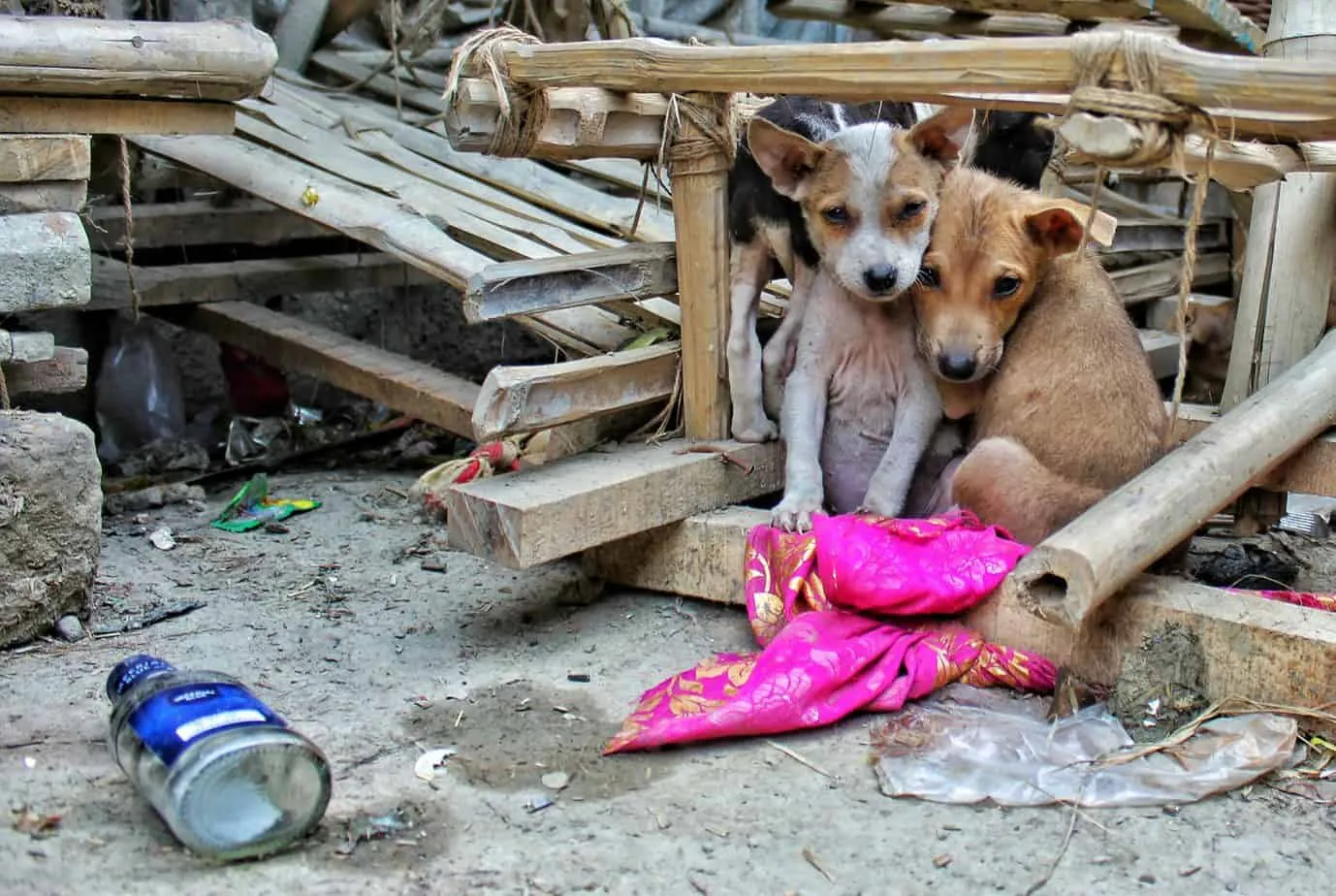 Child resting with dog